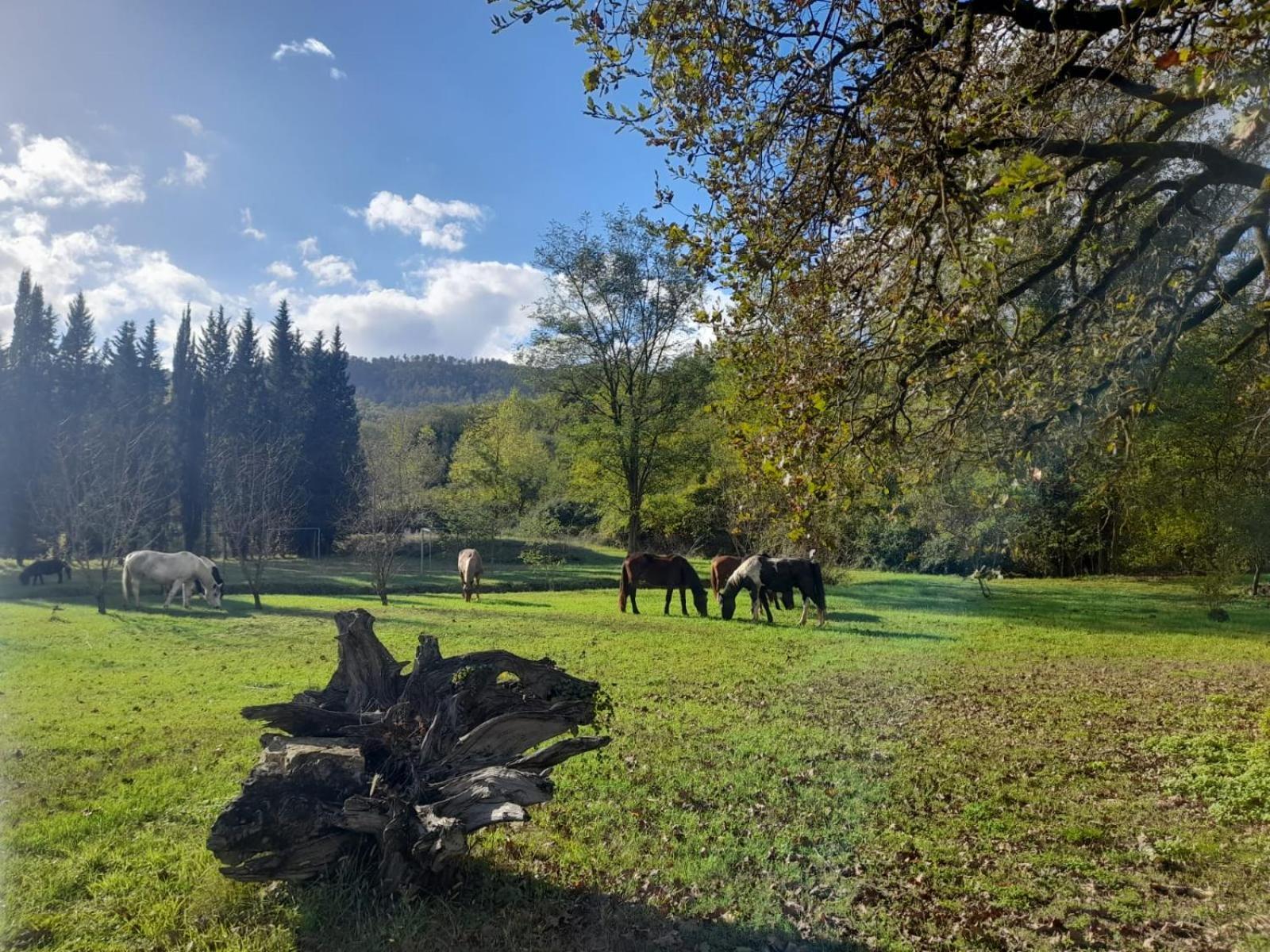 La Casella Antico Feudo Di Campagna Ficulle Buitenkant foto